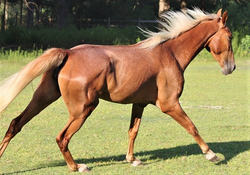 Palomino Tennessee Walking horse