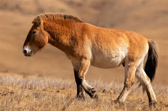 Przewalski's Horse breed walking in Mongolia