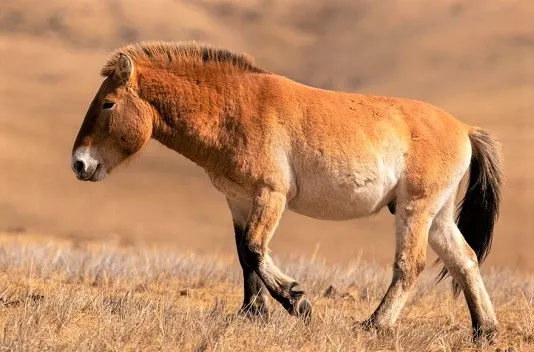 Przewalski's Horse wild horse breed