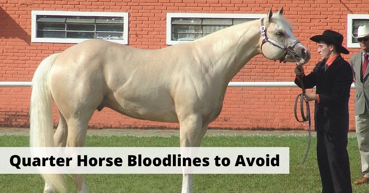 Quarter Horse Bloodlines to Avoid