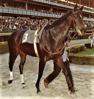 Ruffian in the Astoria Stakes at Belmont Park, 1975