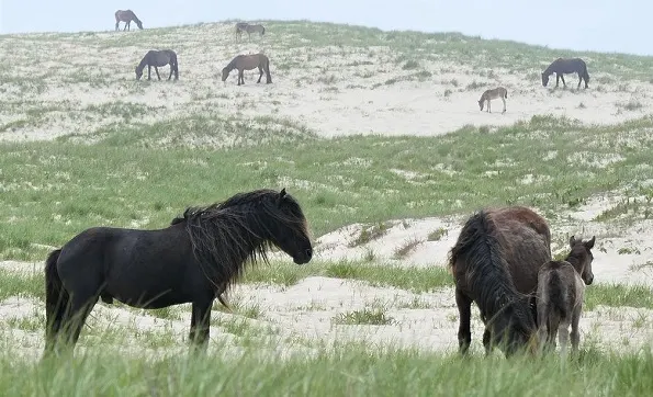 Wild horses of Sable Island in Nova Scotia, Canada