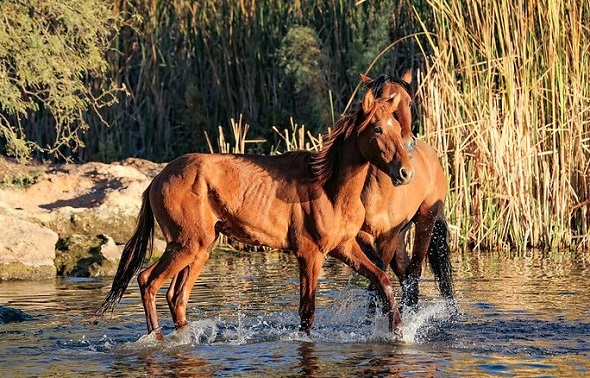 Wild Salt River horses