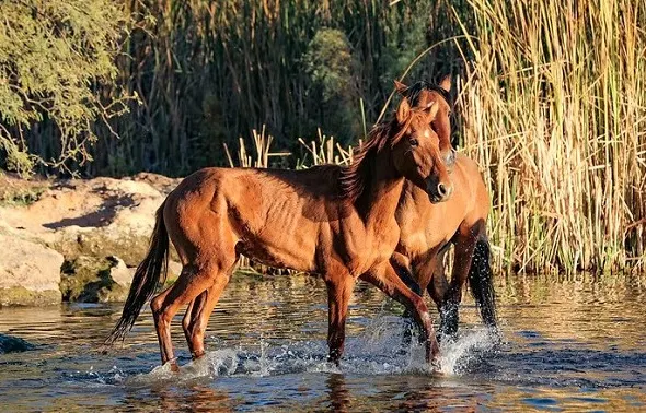 Wild Salt River horses