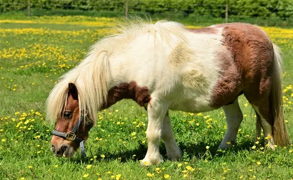 Small Shetland Pony breed grazing on grass