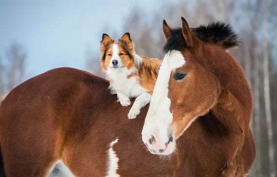 Smart horse and dog