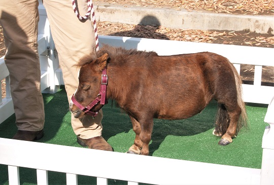Thumbelina, worlds smallest horse in the world