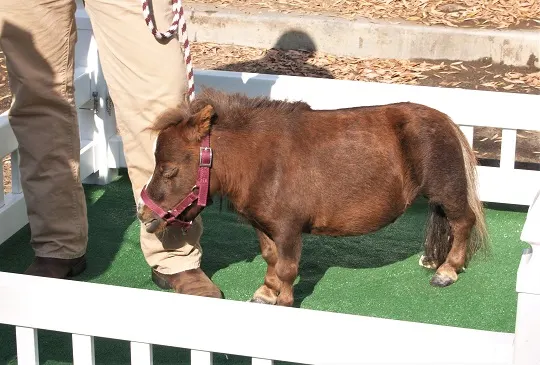 Tumbelina, världens minsta häst