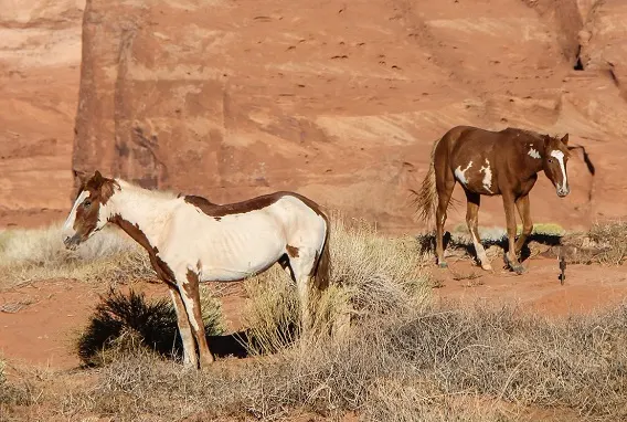 Wild horses in Utah