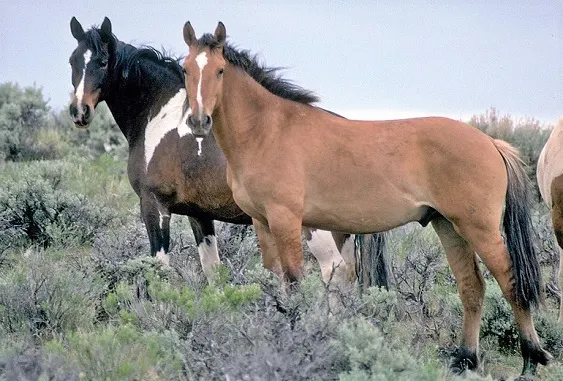 Wild Horses of the Steen Mountains Area