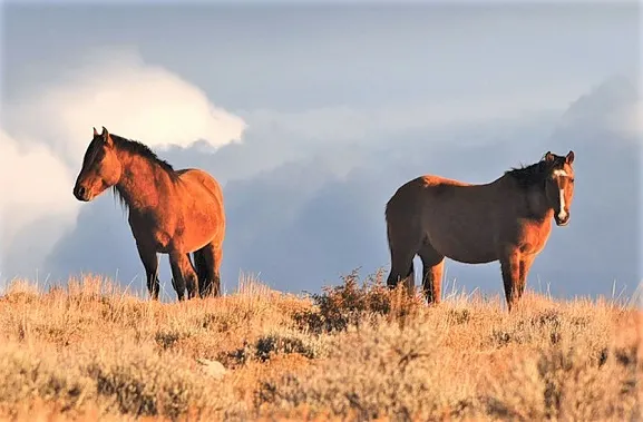 Wild horses in the Pryor Mountains Wild Horse Range, Montana