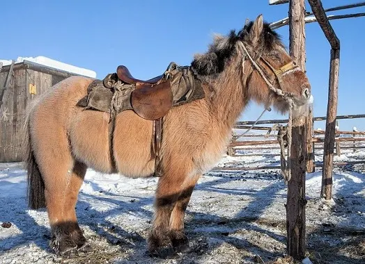 Yakutian horse breed standing in snow tacked up