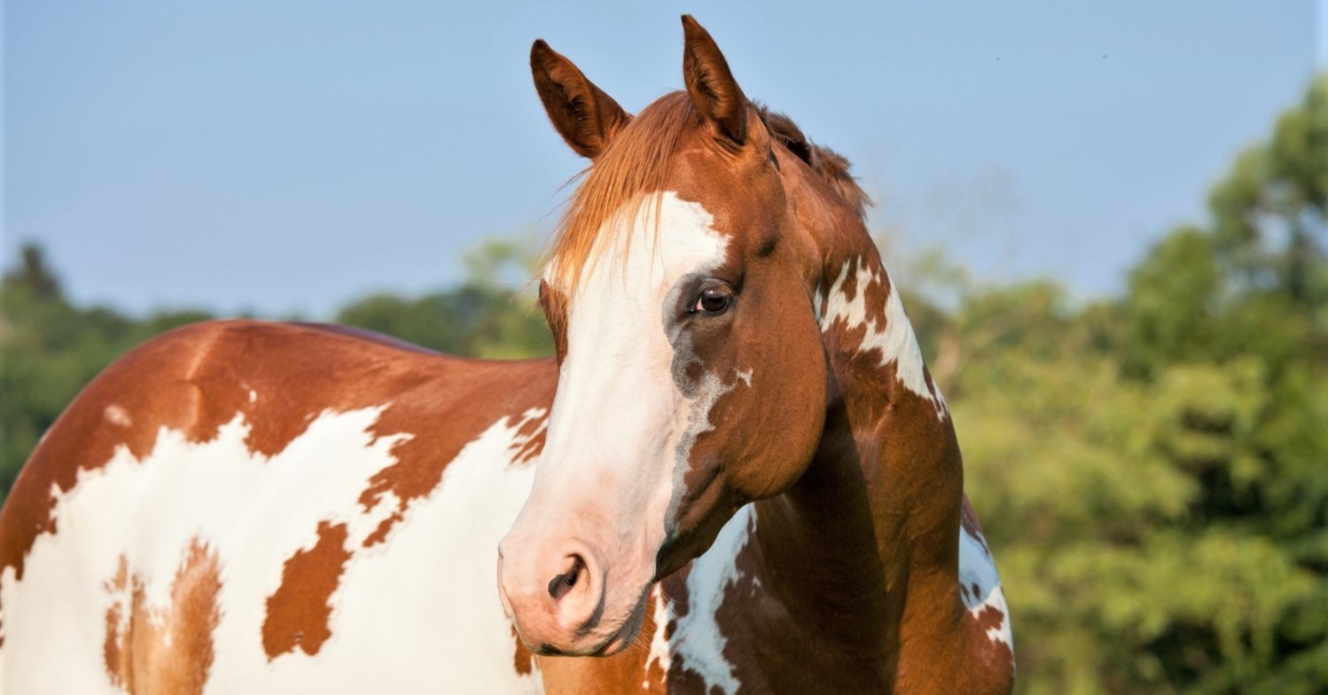 Beautiful cheap Paint horse breed