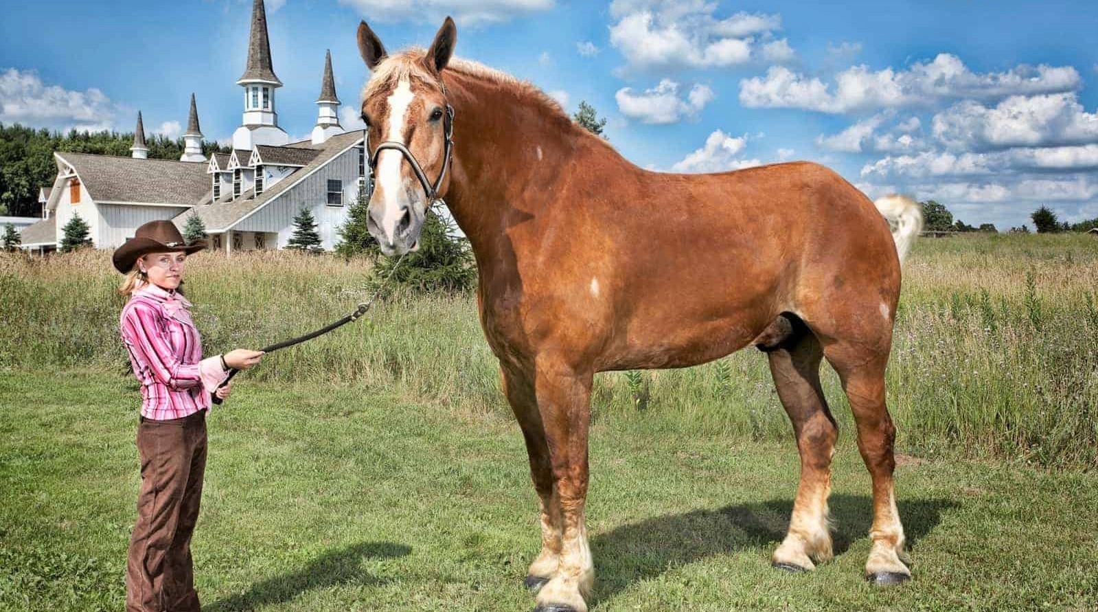 Big Jake, world's tallest horse dies