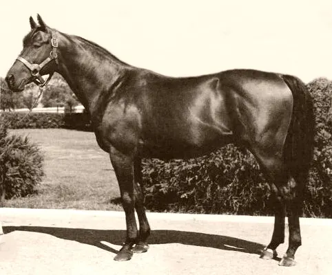 Portrait profile photo of the race horse, Citation.
