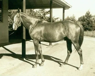 Omaha, famous Triple Crown winning racehorse in 1935