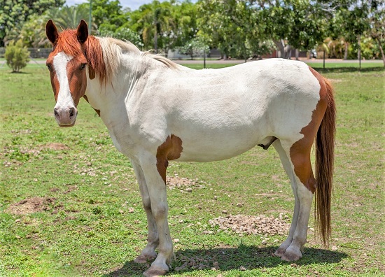 Paint Horse breed standing in a field looking at the camera