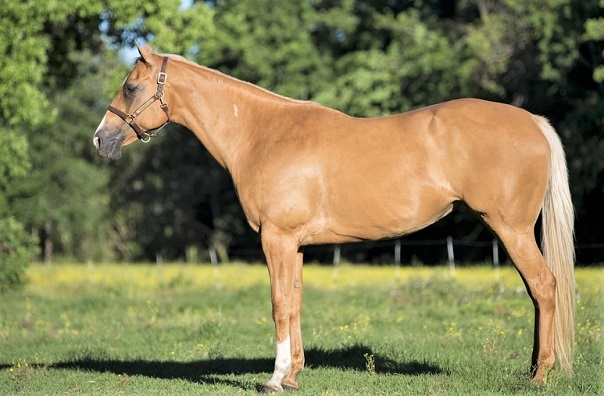 Palomino Quarter horse, cheap horse breed for a beginner rider