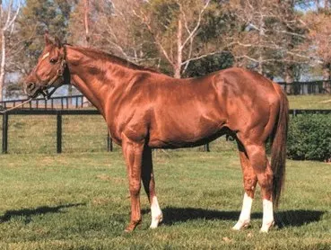 Secretariat. the most famous race horse and Triple Crown winner ever