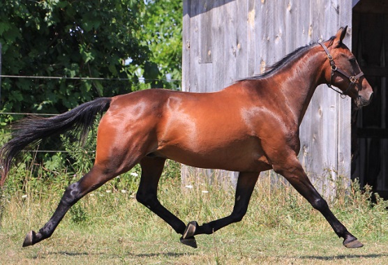 Standardbred horse running in a dry field