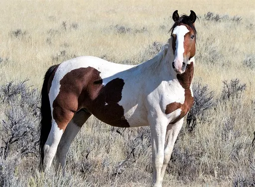 Wild paint colored Mustang horse breed