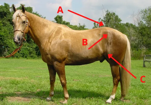 What point is the horse's hip horse anatomy trivia question