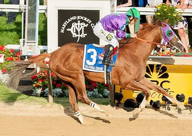 California Chrome at the 139th Preakness Stakes finish line