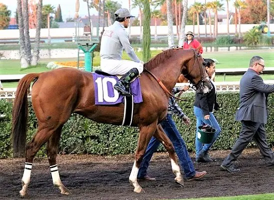 California Chrome race horse at the end of a race