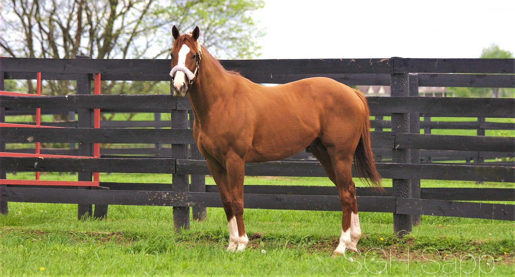 10 Interesting Facts About California Chrome (Stats, FAQs & Pictures)