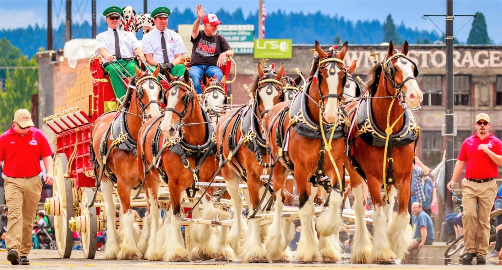 7 Clydesdale Horse Facts You Probably Didn’t Know