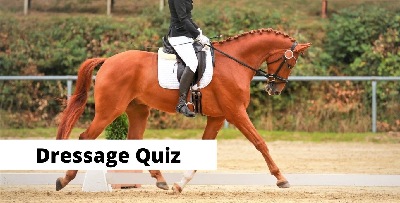 Dressage quiz for equestrians and dressage riders