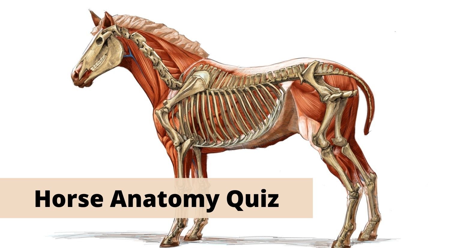 Horse Anatomy and skeleton quiz questions