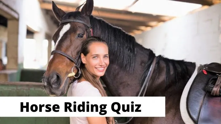 10+ Horse Quizzes On Everything Horses For Kids & Adults