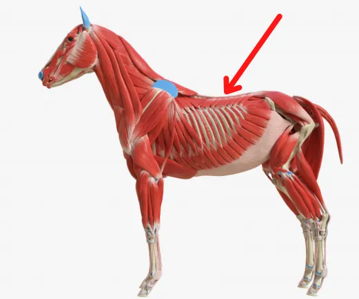 Muscle on a horse's back that supports a rider's weight