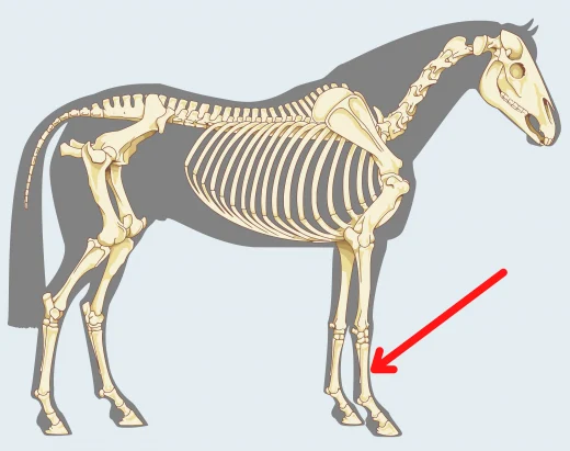 Cannon bone on a horse's leg from a horse anatomy quiz