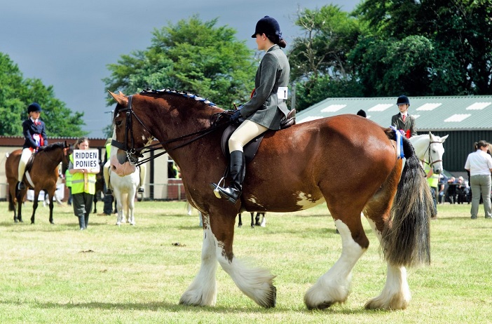 Woman riding a Clydesdale horse at a show