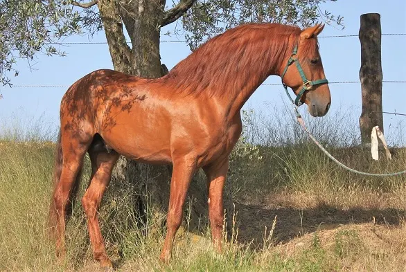 Chestnut Andalusian horse in a field