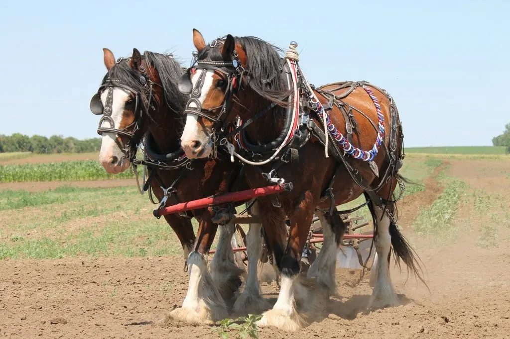 Clydesdale horses pulling a plow in a field