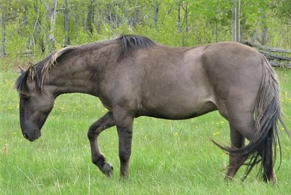 Sorraia horse, rarest horse breed in the world