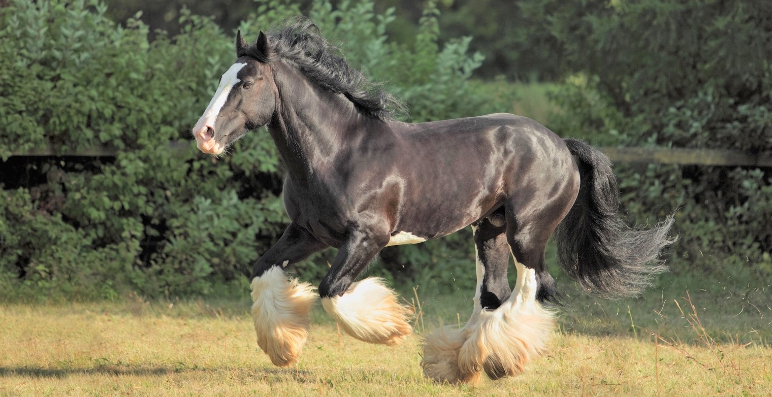 Facts about Shire horse breed. Black Shire horse running in a field