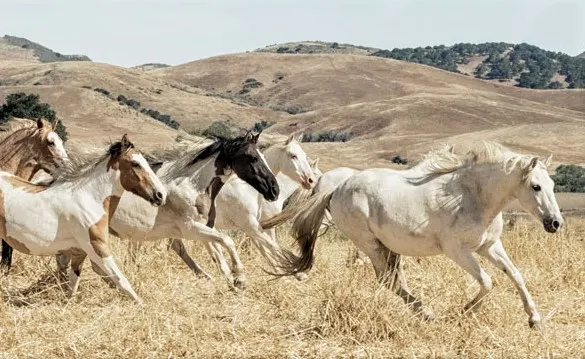 Chocktaw Indian Pony herd