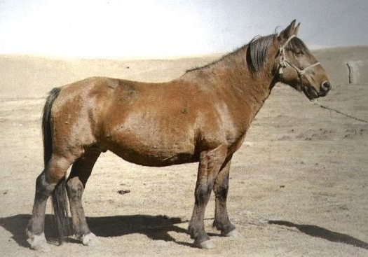 Datong horse