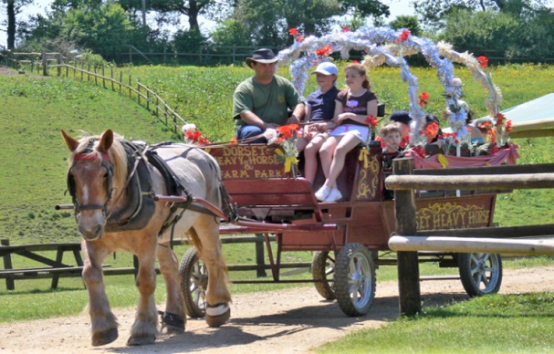 Dorset Heavy Horse Farm attraction