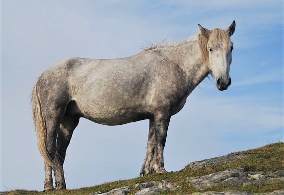 Rare Eriskay Pony breed from Scotland