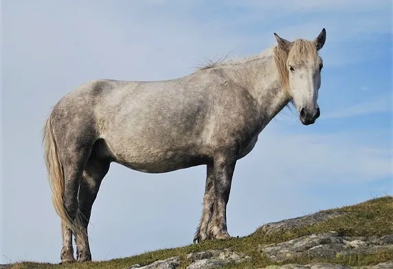 Rare Eriskay Pony breed from Scotland