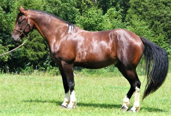 Rare Galiceno horse breed