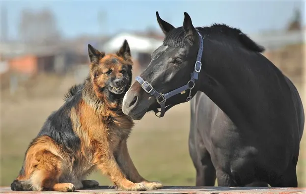 can a horse and a dog mate