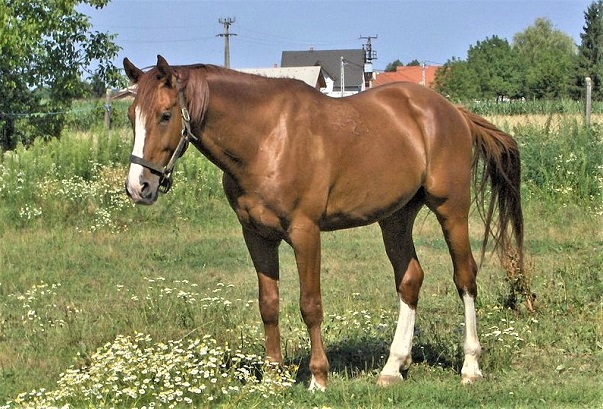 Rare Hungarian Gidran horse breed