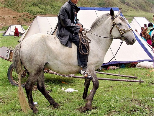 Hequ horse from the Qinghai, Sichuan a