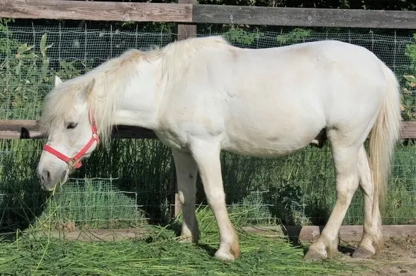 White Hokkaido Washu horse breed from Japan